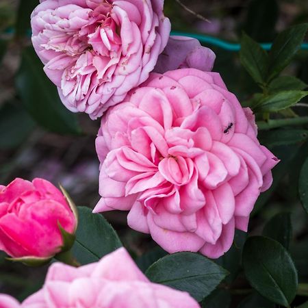 Oasi Di Mastarone - Il Vino E Le Rose Villa Momperone Eksteriør billede