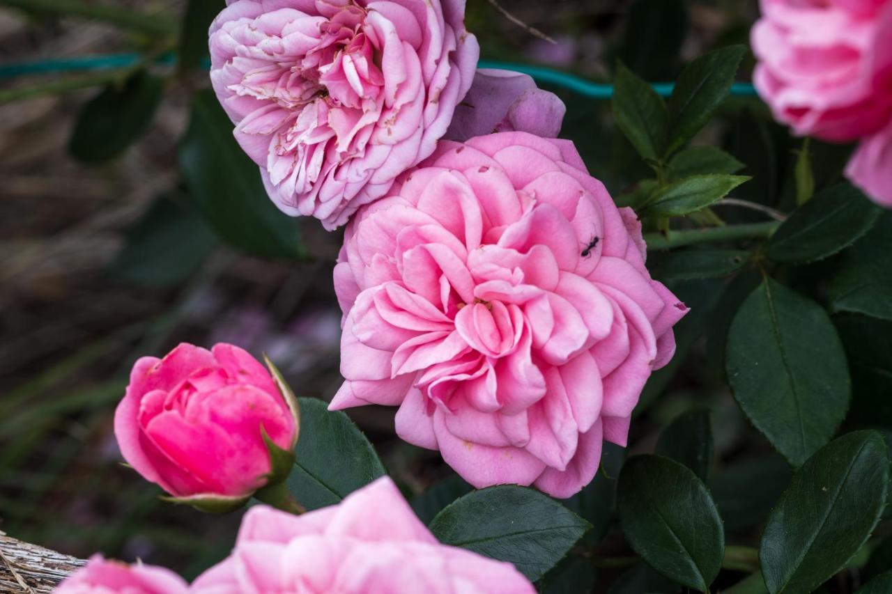 Oasi Di Mastarone - Il Vino E Le Rose Villa Momperone Eksteriør billede