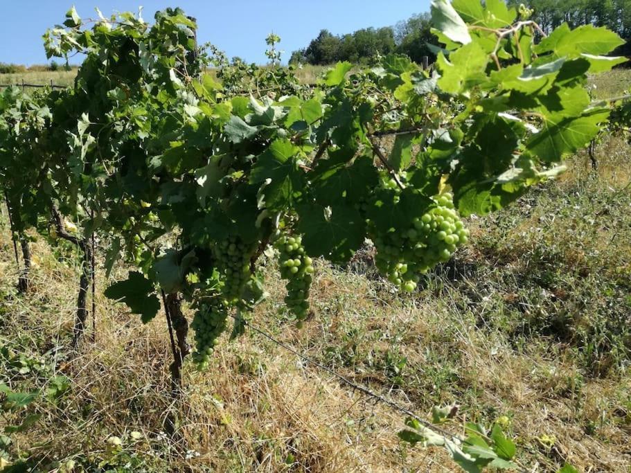 Oasi Di Mastarone - Il Vino E Le Rose Villa Momperone Eksteriør billede